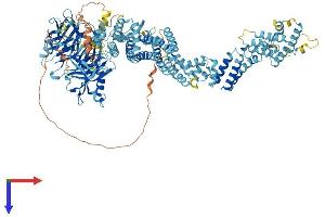 NUP133 Protein (AA 1-1156) (His tag)