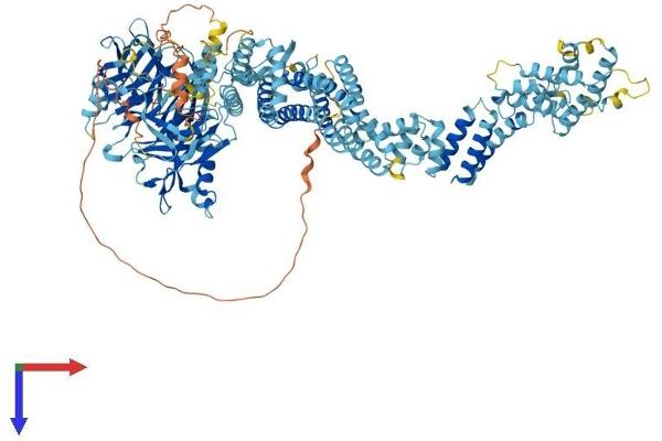 NUP133 Protein (AA 1-1156) (His tag)