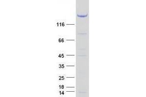 Western Blotting (WB) image for TBC1 Domain Family, Member 4 (TBC1D4) protein (Myc-DYKDDDDK Tag) (ABIN2733279)