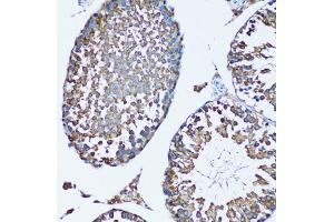 Immunohistochemistry of paraffin-embedded mouse testis using FDFT1 antibody (ABIN1882356) at dilution of 1:100 (20x lens). (FDFT1 Antikörper)