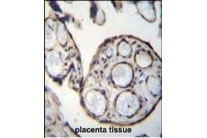 CN6 Antibody (Center) 12546c immunohistochemistry analysis in formalin fixed and paraffin embedded human placenta tissue followed by peroxidase conjugation of the secondary antibody and DAB staining. (Calpain 6 Antikörper  (AA 390-419))