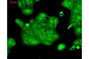 Immunocytochemistry/Immunofluorescence analysis using Rabbit Anti-ERK1 Polyclonal Antibody . (ERK1 Antikörper  (APC))