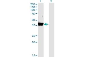 Western Blot analysis of CD55 expression in transfected 293T cell line by DAF monoclonal antibody (M02), clone 1D7. (CD55 Antikörper  (AA 35-134))