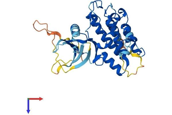 PBK Protein (AA 1-330) (His tag)