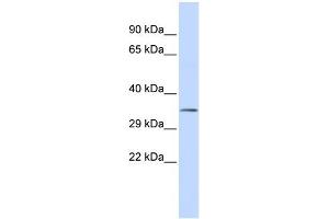 WB Suggested Anti-USF1 Antibody Titration:  0. (USF1 Antikörper  (N-Term))