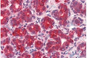 Anti-GM2A antibody  ABIN1048677 IHC staining of human breast.