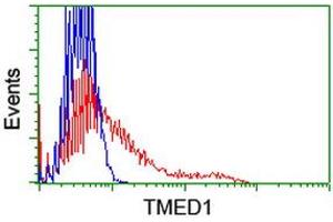 Image no. 1 for anti-Transmembrane Emp24 Protein Transport Domain Containing 1 (TMED1) antibody (ABIN1501413) (TMED1 Antikörper)