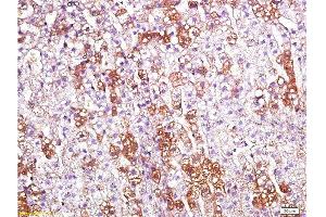 Formalin-fixed and paraffin embedded rat kidney labeled with Anti-CD200R/Orexin receptor Polyclonal Antibody, Unconjugated  at 1:200 followed by conjugation to the secondary antibody and DAB staining. (OX1R/OX2R Antikörper  (AA 321-425))