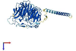 CORO2B Protein (AA 1-480) (His tag)