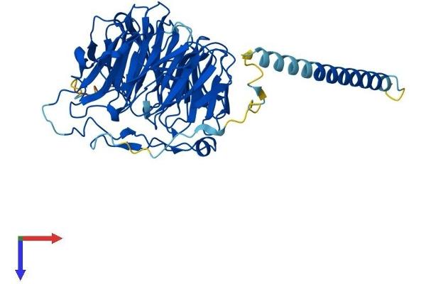 CORO2B Protein (AA 1-480) (His tag)