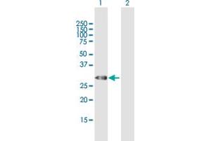 Western Blot analysis of TRH expression in transfected 293T cell line by TRH MaxPab polyclonal antibody.