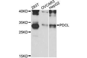 Western blot analysis of extracts of various cell lines, using PDCL antibody (ABIN6293740) at 1:3000 dilution. (Phosducin-Like Antikörper)