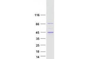 Western Blotting (WB) image for Regulator of G-Protein Signaling 14 (RGS14) protein (Myc-DYKDDDDK Tag) (ABIN2730812)