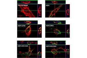 AQP4 Serine phosphorylation is not required for plasma membrane trafficking. (Aquaporin 4 Antikörper  (Intracellular))