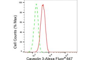 Flow cytometric analysis of Caveolin 3 expression in H9c2 cells using Caveolin 3 antibody (ABIN7797948), 1:2,000). (Rekombinanter Caveolin 3 Antikörper)