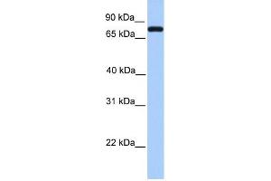 Complement C2 antibody used at 1 ug/ml to detect target protein.