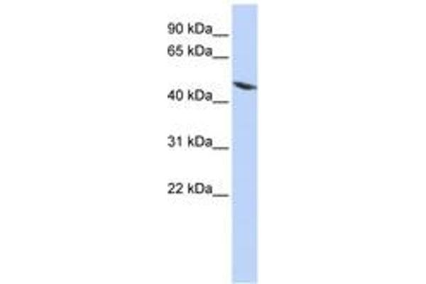 Tektin 4 anticorps  (AA 72-121)