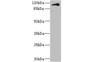 Contactin 4 Antikörper  (AA 777-1026)