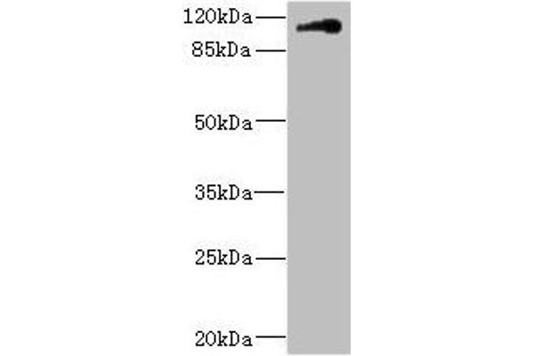 Contactin 4 anticorps  (AA 777-1026)