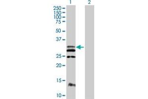 Western Blot analysis of FLT3LG expression in transfected 293T cell line by FLT3LG MaxPab polyclonal antibody. (FLT3LG Antikörper  (AA 1-235))