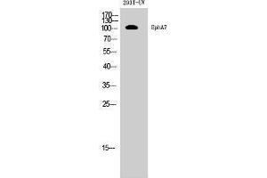Western Blotting (WB) image for anti-EPH Receptor A7 (EPHA7) (Internal Region) antibody (ABIN3184506) (EPH Receptor A7 Antikörper  (Internal Region))