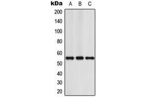 Western blot analysis of NFIA expression in Jurkat (A), Raw264. (NFIA Antikörper  (N-Term))