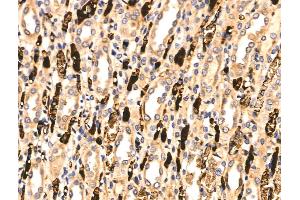 ABIN6261736 and ABIN6266540 at 1/100 staining Rat kidney tissue by IHC-P.