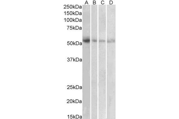 SLC18A2 Antikörper  (C-Term)