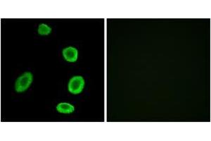 Immunofluorescence analysis of A549 cells, using OR8K1 Antibody. (OR8K1 Antikörper  (AA 205-254))