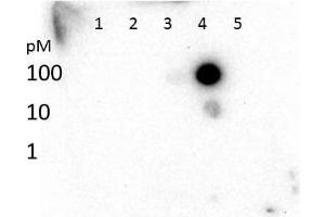 Dot Blot of Histone H3 K27 Me3 Antibody. (Histone 3 Antikörper  (H3K27me3))