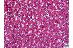 Anti-ITIH4 antibody IHC of human liver. (ITIH4 Antikörper  (AA 744-758))