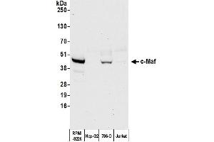 Western Blotting (WB) image for anti-V-Maf Musculoaponeurotic Fibrosarcoma Oncogene Homolog (Avian) (MAF) (AA 125-175) antibody (ABIN7455089) (Rekombinanter MAF Antikörper  (AA 125-175))