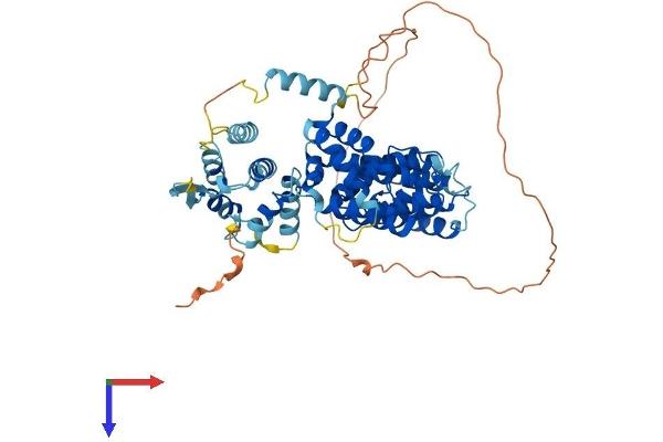 FANCE Protein (AA 1-536) (His tag)