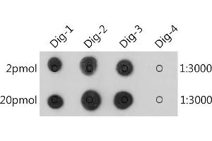 The Digoxin rabbit monoclonal antibody (ABIN7266762) are tested in Dot Blot against digoxin labelled oligonucleotide(Dig-1,Dig-2 and Dig-3) and unlabelled oligonucleotide(Dig-4) , Dig-1 :5'AGCTAAC/iDigdT/ACTAGCT(Biotin)3' , Dig-2 :5'(Digoxin)AGCTAACTACTAGCT(Biotin)3' , Dig-3 :5'(Biotin)AGCTAACTACTAGCT(Digoxin)3' , Dig-4 :5'AGCTAACTACTAGCT(Biotin)3' (Digoxin Antikörper)