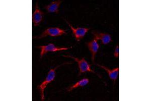 Immunofluorescence analysis of ERAS polyclonal antibody  in HeLa cells. (ERAS Antikörper  (N-Term))