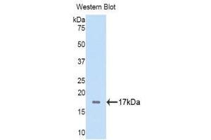 Western Blotting (WB) image for anti-Fibrinogen alpha Chain (FGA) (AA 124-214) antibody (Biotin) (ABIN1174271) (FGA Antikörper  (AA 124-214) (Biotin))