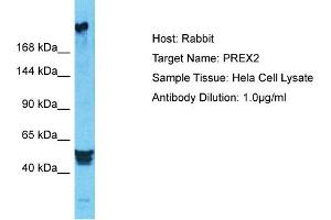 Host: Rabbit Target Name: PREX2 Sample Type: Hela Whole Cell lysates Antibody Dilution: 1. (PREX2 Antikörper  (N-Term))