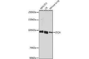 Western blot analysis of extracts of various cell lines, using ITCH Rabbit mAb (ABIN7268032) at 1:1000 dilution. (ITCH Antikörper)