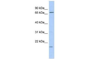 Western Blot showing FUBP3 antibody used at a concentration of 1-2 ug/ml to detect its target protein.
