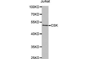Western blot analysis of extracts of Jurkat cells tissue, using CSK antibody. (CSK Antikörper  (AA 241-450))