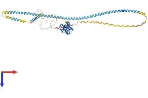SCARA5 Protein (AA 1-491) (His tag)