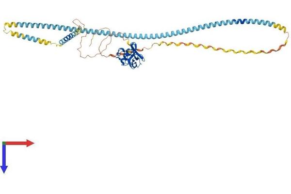 SCARA5 Protein (AA 1-491) (His tag)