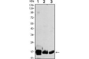 Western blot analysis using COX4I1 mouse mAb against HEK293 (1), A549 (2) and PC12 (3) cell lysate. (COX IV Antikörper)