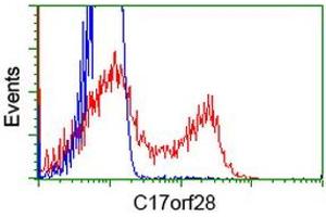 HEK293T cells transfected with either RC206740 overexpress plasmid (Red) or empty vector control plasmid (Blue) were immunostained by anti-C17orf28 antibody (ABIN2452864), and then analyzed by flow cytometry. (HID1/DMC1 Antikörper)