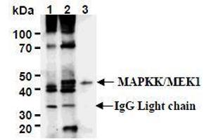 Western Blotting (WB) image for anti-Mitogen-Activated Protein Kinase Kinase 1 (MAP2K1) antibody (ABIN1108123) (MEK1 Antikörper)