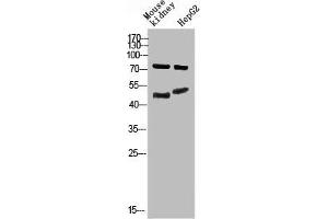 Western Blot analysis of mouse-kidney, hepg2 cells using Antibody diluted at 800. (Thymopoietin Antikörper  (AA 1-50))