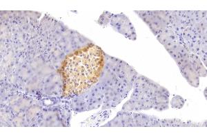 Detection of FGF21 in Mouse Pancreas Tissue using Polyclonal Antibody to Fibroblast Growth Factor 21 (FGF21) (FGF21 Antikörper  (AA 29-209))