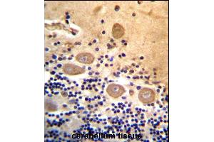 RTDR1 Antibody (N-term) (ABIN657164 and ABIN2846298) immunohistochemistry analysis in formalin fixed and paraffin embedded human cerebellum tissue followed by peroxidase conjugation of the secondary antibody and DAB staining. (RTDR1 Antikörper  (N-Term))