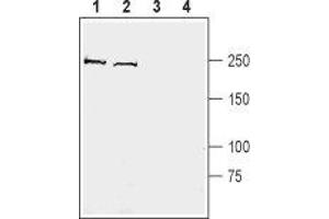 Western blot analysis of mouse brain membranes (lanes 1 and 3) and rat brain synaptosomal fraction (lanes 2 and 4):  - 1,2. (KIDINS220 Antikörper  (C-Term, Intracellular))