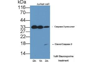 Detection of CASP3 in lysates of Jurkat cell line using Polyclonal Antibody to Caspase 3 (CASP3) (Caspase 3 Antikörper  (AA 29-175))